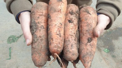 놓치면 후회! 구좌 당근🥕 제주 무료배송 특가 후기